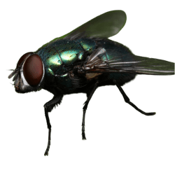 Diptera