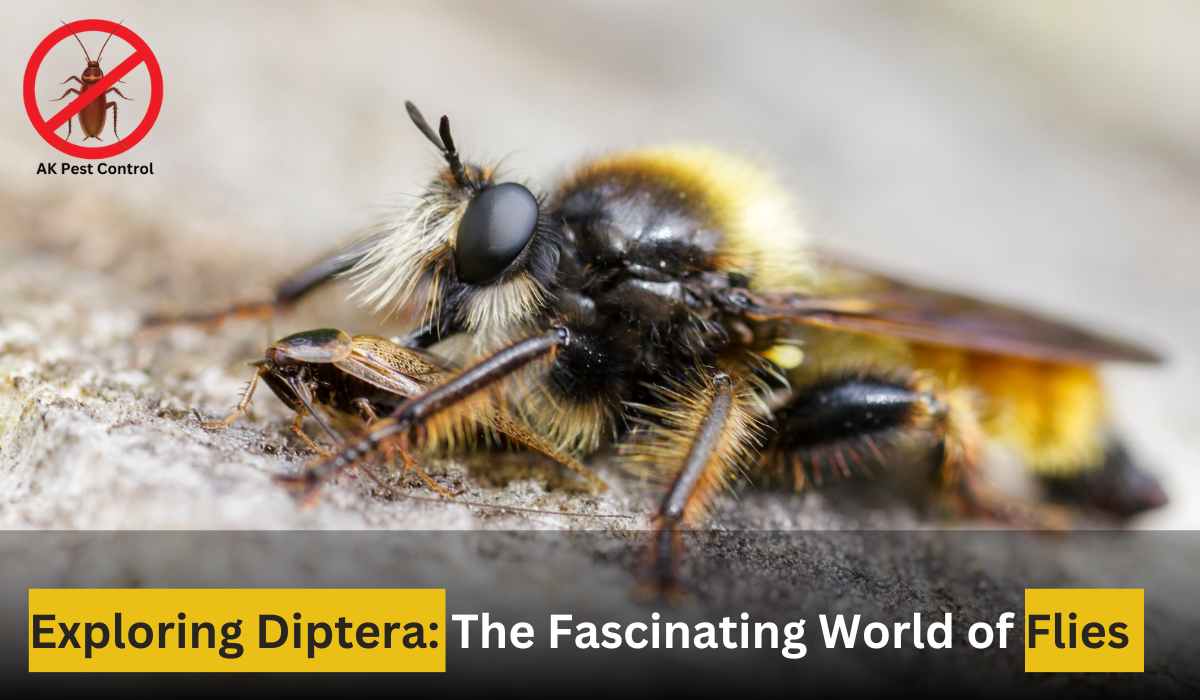 Exploring Diptera: The Fascinating World of Flies