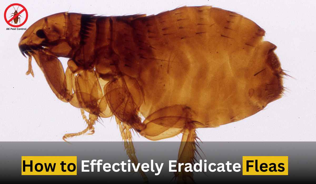 How to Effectively Eradicate Fleas: A Comprehensive Guide