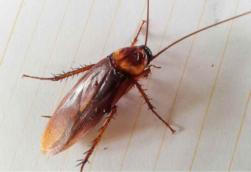 cockroach (2)