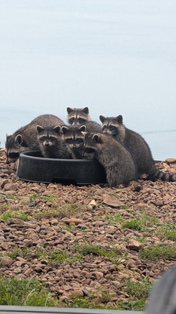 Raccoons