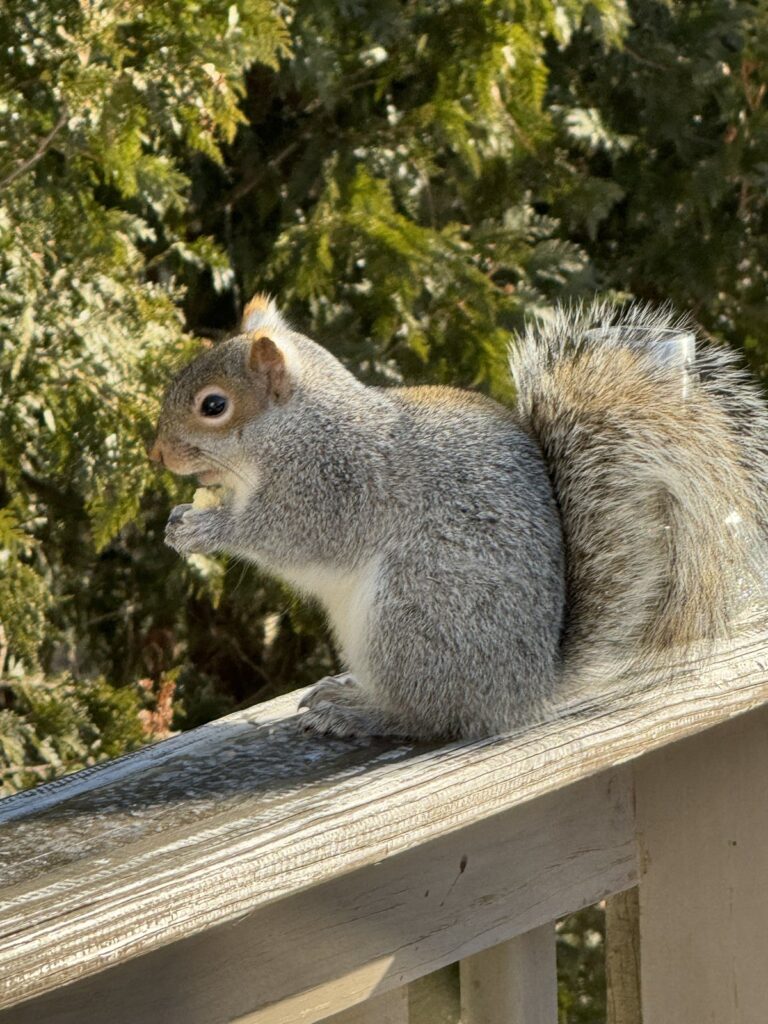 Grey squirrel on a deck railing
